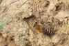 Colletes sp.